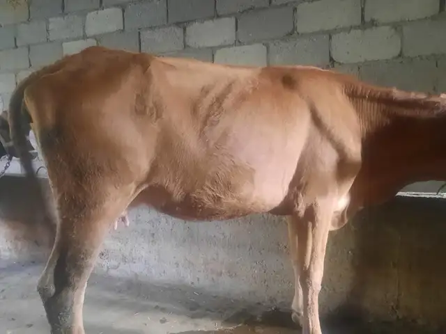 Гов, Ваҳдат