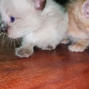 Котята, Душанбе