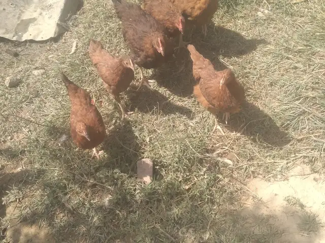 Мурхои сурх, Душанбе