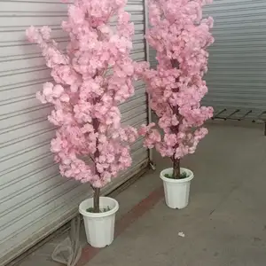 Цветы розовые декоротивные, Душанбе