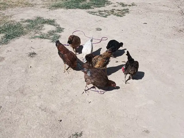 Чучахои ломан, Ҳисор