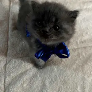 Котенок, Душанбе