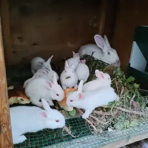 Харгуши Хикол, Душанбе
