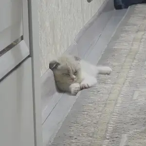 Котенок шотландская вислоухая порода, Бохтар (Курган-Тюбе)