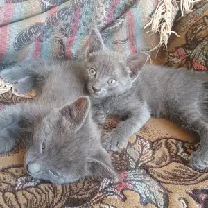 Котенок, Душанбе