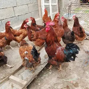 Мургхои тухмкун, Турсунзаде
