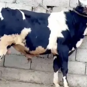 Бука, Душанбе