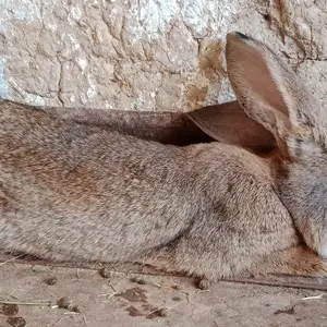 Бельгийский фландр 9км, Душанбе