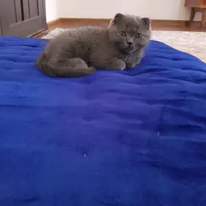 Кошки, Душанбе