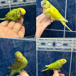 Попугай, Душанбе