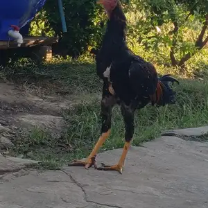 Чуча, Вахдат
