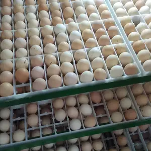 Инкубатор, Вахдат