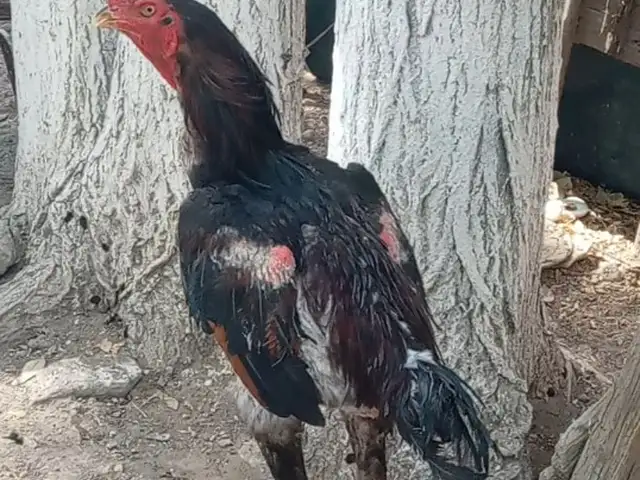 Дакан, Хуҷанд