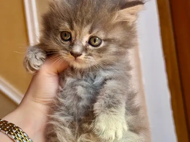 Британские вислоухие котята, Хуҷанд