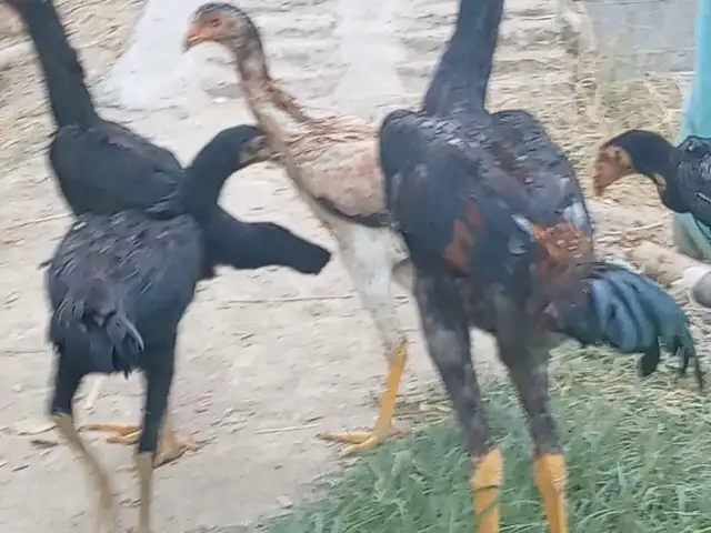 Дакан, Спитамен