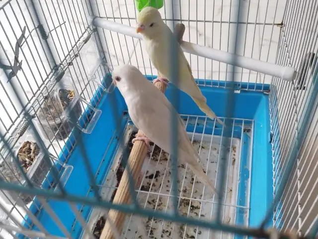 Волнистые попугаи, Ваҳдат