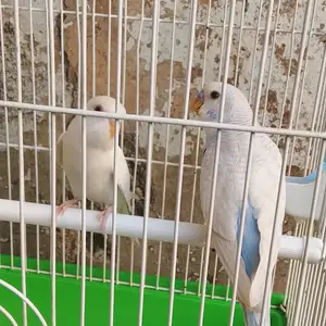 Попугай, Турсунзаде