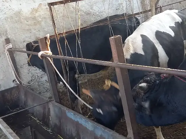 Букача, Худжанд