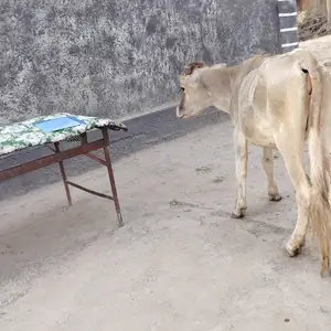 Гуночин, Яван