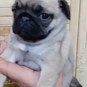 Щенок Мопса, Душанбе