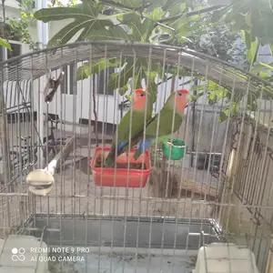 Попугай неразлучник пара, Душанбе