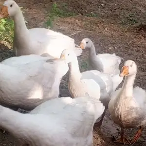 Гоз, Душанбе