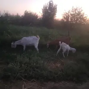 Бузҳои покистони, Худжанд
