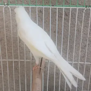 Канарейка, Душанбе