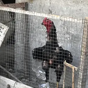 Хуруз, Спитамен