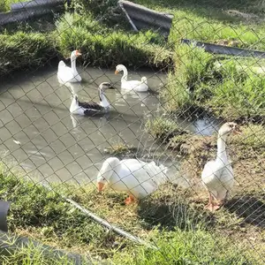Гуси гоз, Хуҷанд