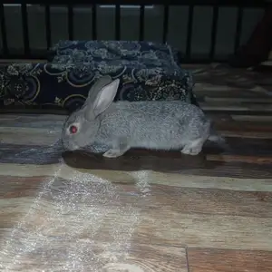 Харгушчахо, Ваҳдат