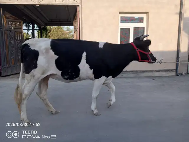 Гов, Конибодом