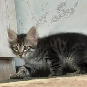 Котята, Душанбе