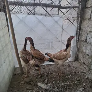 Мургхо, Душанбе