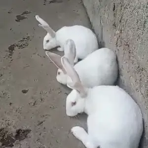 Заргушхои хикол, Вахдат