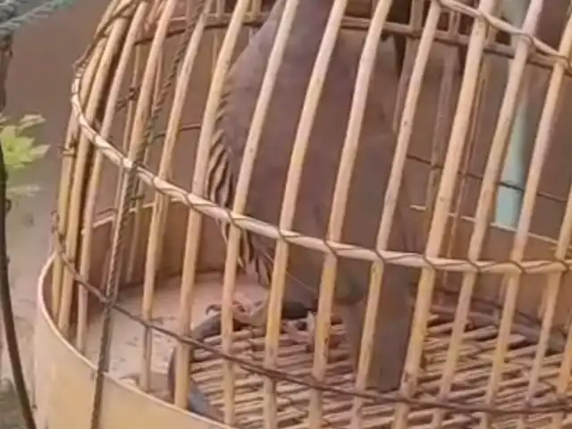 Кабк, Душанбе