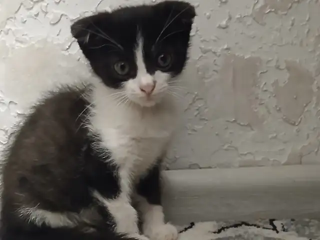 Шотландский котенок, Душанбе