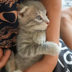 Чистокровные шотландские кошечки, Душанбе