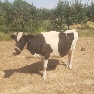Гов, Худжанд