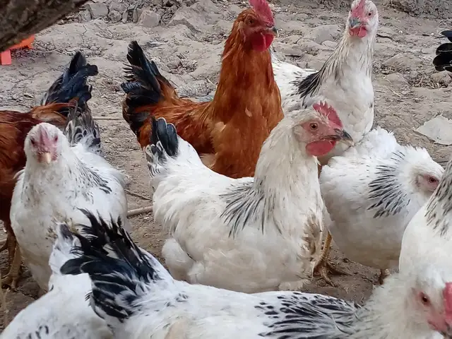 Мурги Рябушка, Душанбе
