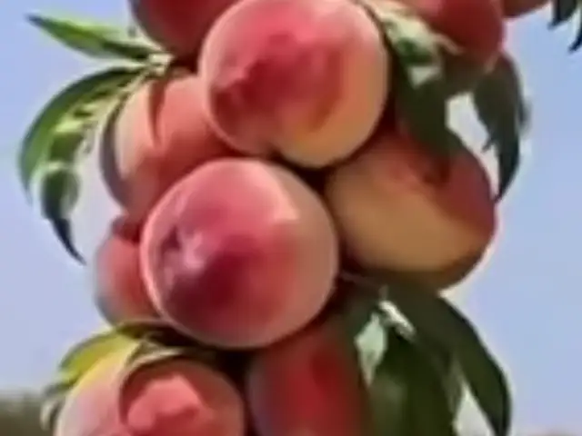 Нихоли шафтолу, Хуҷанд