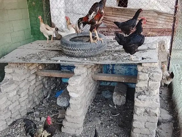 Мургхо, Душанбе