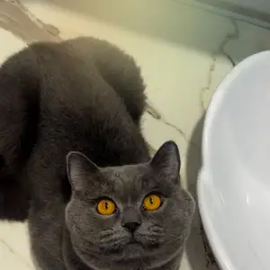 Чистокровный шотландский кот на вязку, Душанбе