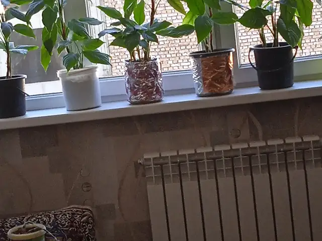 Гулхои хонаги, Душанбе