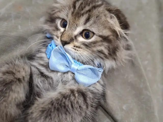Шотландский вислоухий котёнок, Хуҷанд