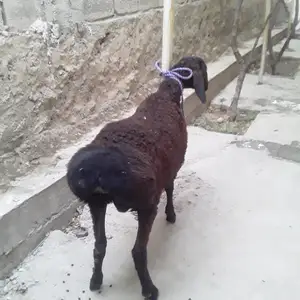 Гуспандхо, Душанбе