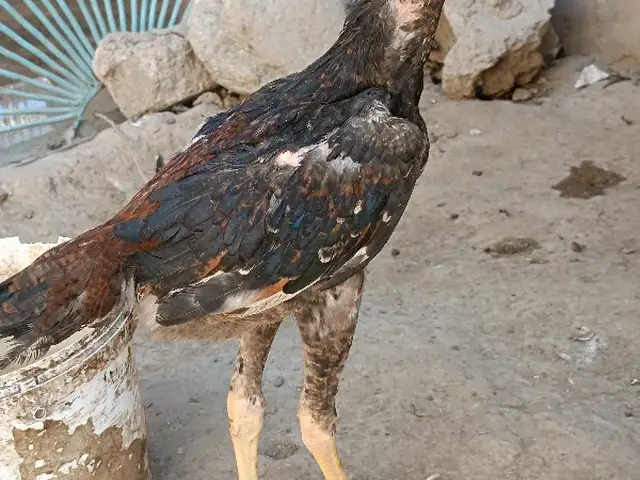 Мургхои Дакан, Хуҷанд