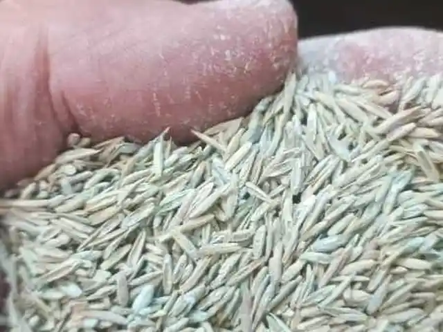 Газон, Душанбе