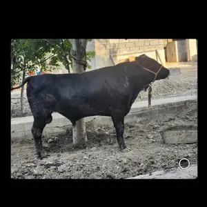 Гови зоти, Худжанд