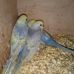 Попугай, Душанбе
